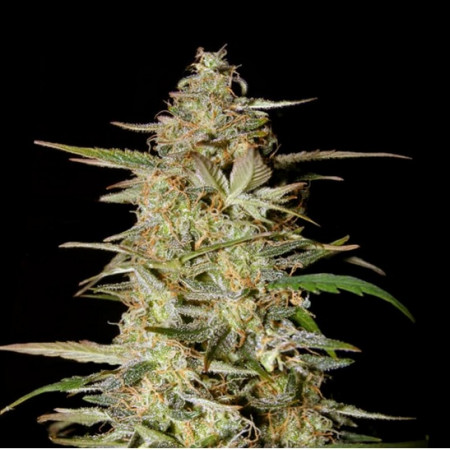 HINDU KUSH AUTO  - 1